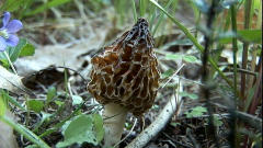 Champignons sauvages