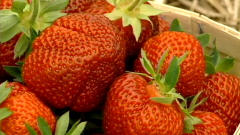 Fraises Fraises