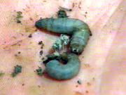 Larves de tipules