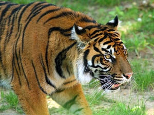 Un tigre � la chasse