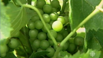 Vignoble