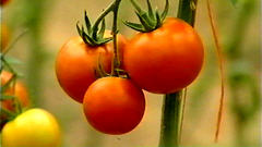 Agriculture