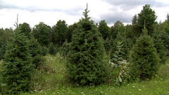 Plantation de sapins