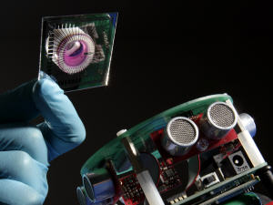 Robot-neurones-rat