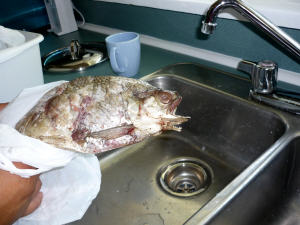 Poisson mutant pêché dans le lac Athabasca en Alberta