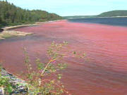 Des résidus de bauxite colorent la rivière