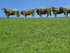 Vaches dans un champ