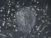 cellule