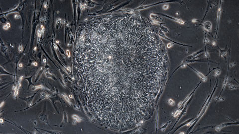 cellule