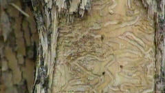 Un arbre infest� par l'agrile du fr�ne.