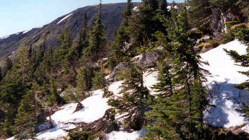 montagne-neige-arbre-foret