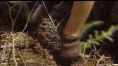 Sylviculture
