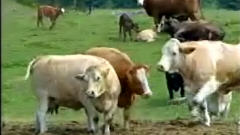 vaches