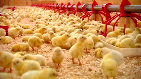 http://img.src.ca/2008/11/18/480x270/081118poulet-elevage-nb_8.jpg