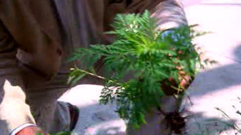 Herbe � poux