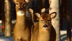 Cerfs de Virginie