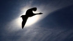 migration-oie