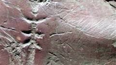 fossile-insecte