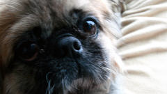 chien-pekinois-coco