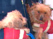 Chiots