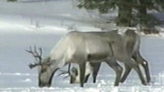 Caribous forestiers