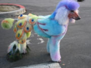 Un caniche pour le moins color�