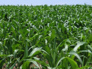 Agriculture