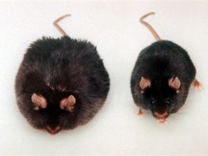 obesite-souris