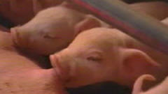 Porcs
