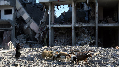 Une femme marche avec ses moutons devant un �difice d�truit par les bombardements � Gaza