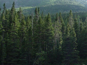 forêt, épinettes