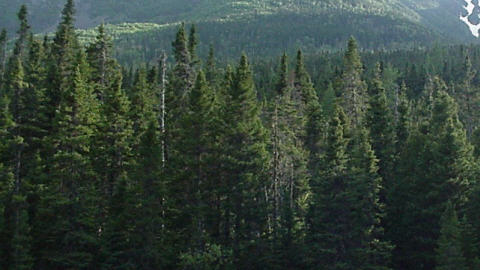 foret-epinettes