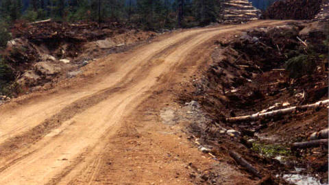 route-foret-forestier