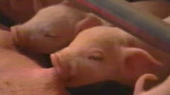 �levage de porcs