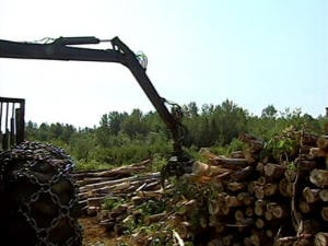 Coupe forestière