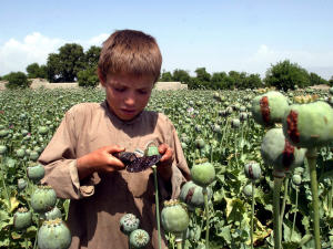 Un garçon afghan cueille des pavots pour la production d'opium et d'héroïne.