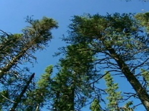 Forêt
