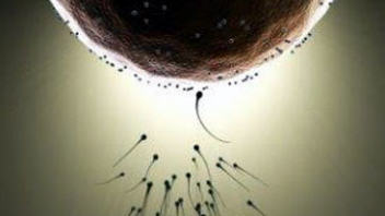 ovule-fecondation-sperme