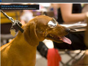 Un chien photographi� par Seth Resnick
