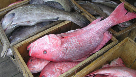Poissons