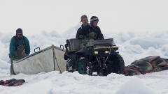Chasseurs de phoque