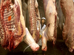 Inspection de carcasses dans une usine de viande.