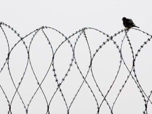 Un oiseau sur des barbelés