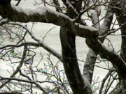 Arbres en hiver (archives)