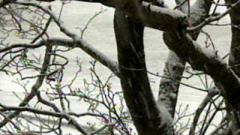 Arbres en hiver (archives)