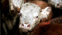 vache-bovin-Hereford