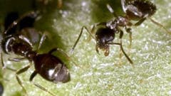 Des fourmis
