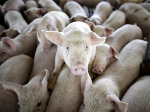 Porcs