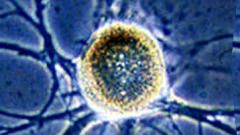 Un neurone