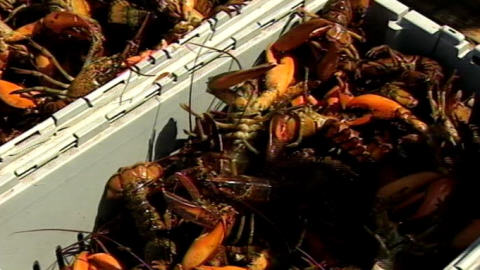 homards